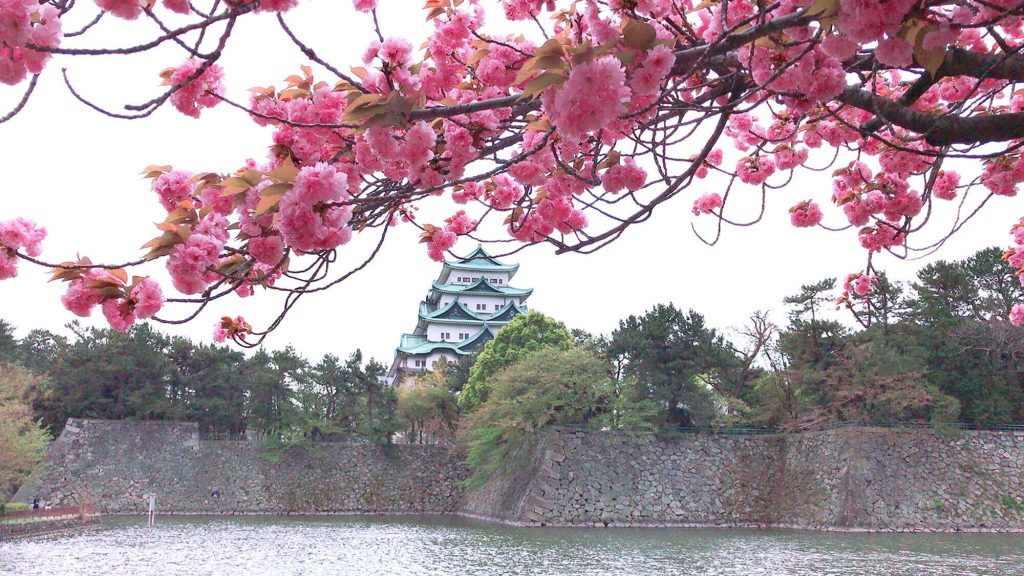 Nagoya Castle with cherry blossoms