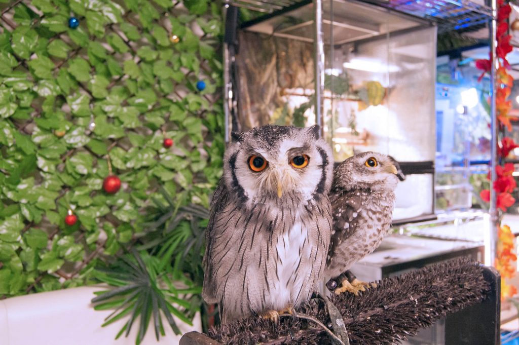 Owl Cafe Watadoll