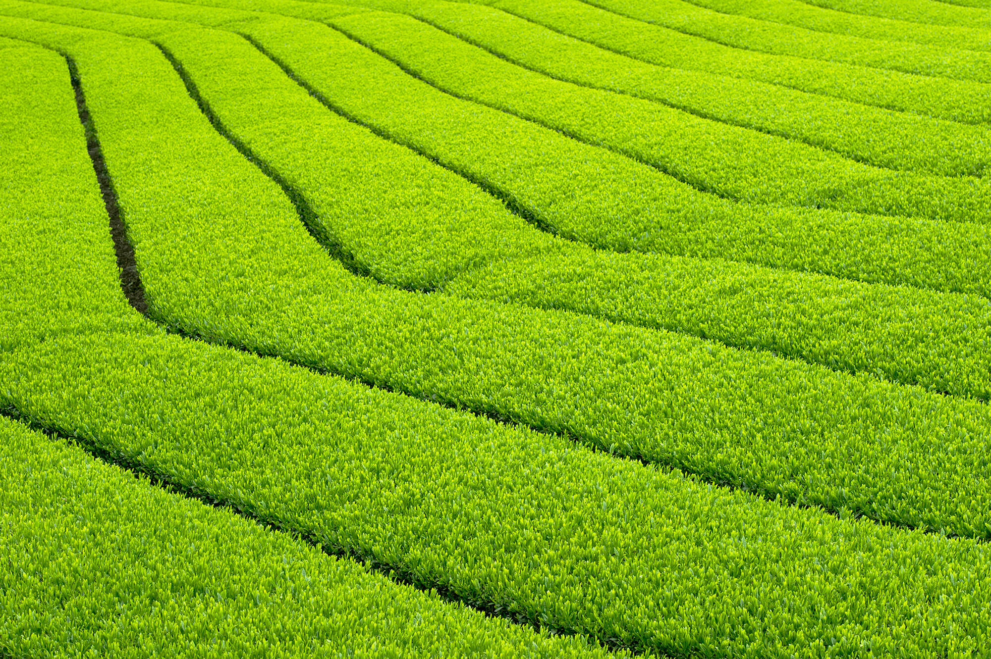 Green tea field