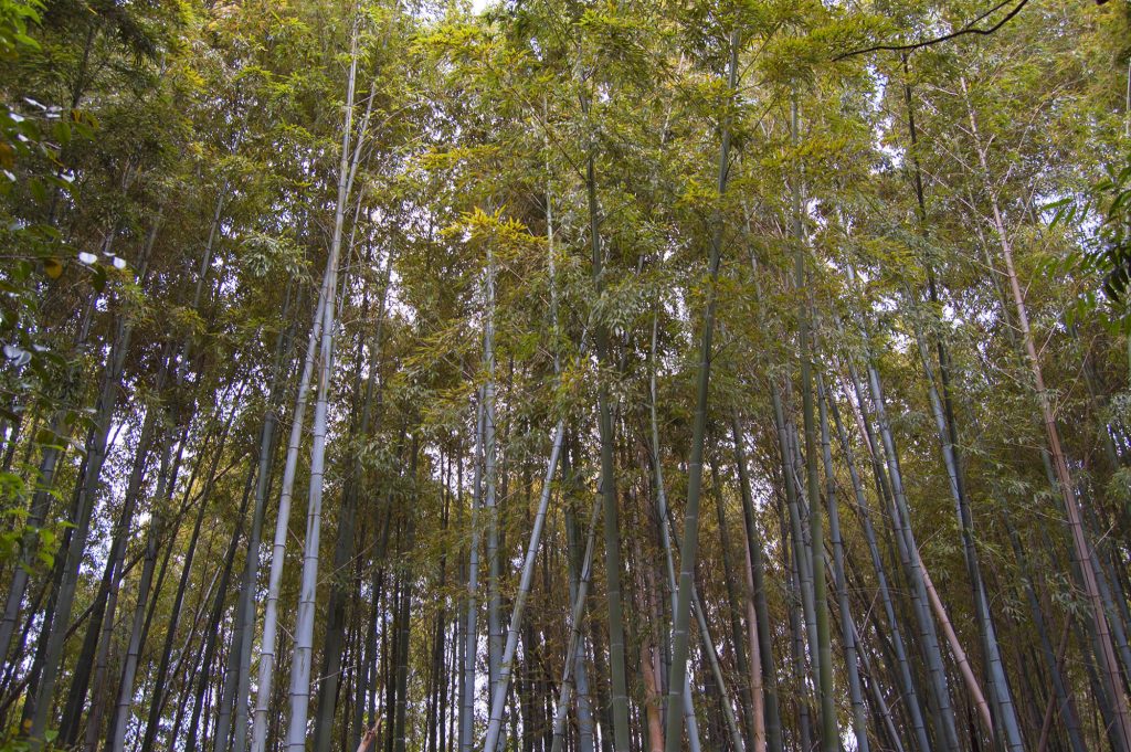Toganji Temple Bambu forest