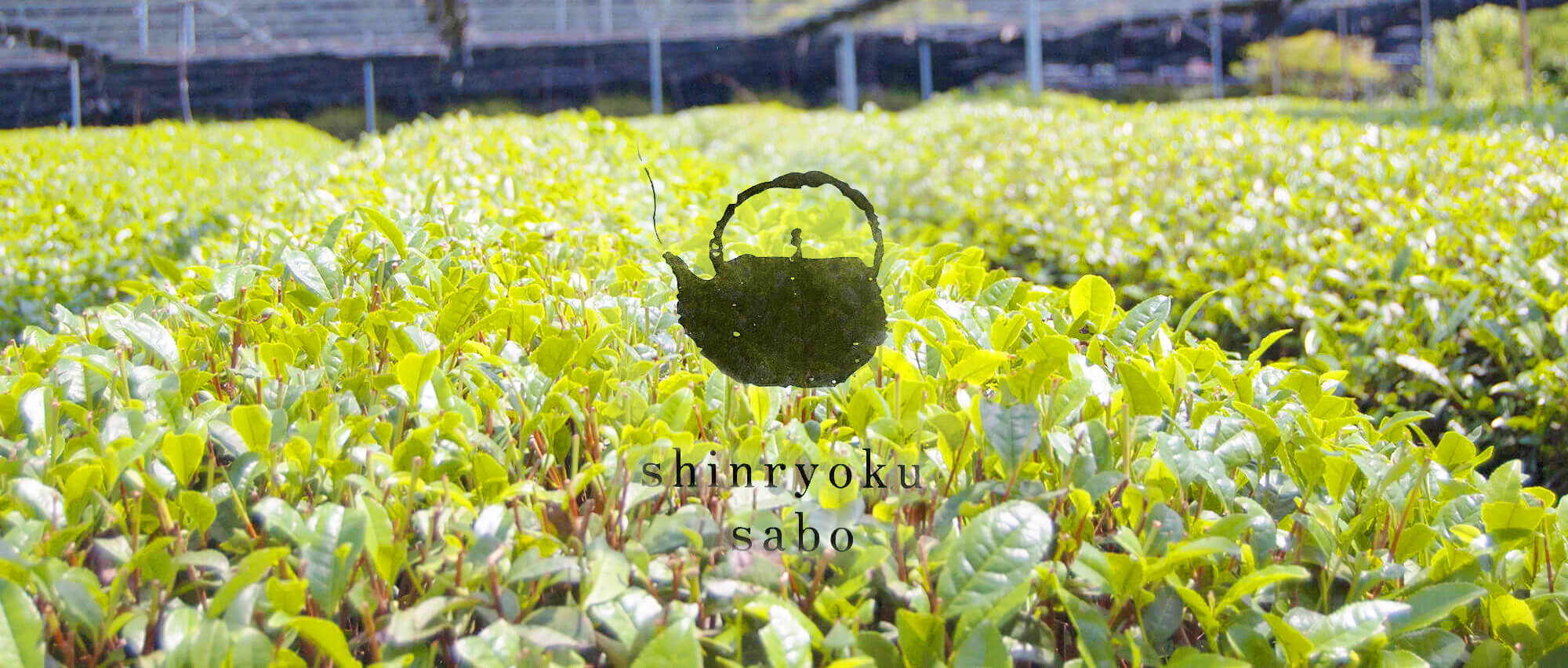 Shinryoku Sabo Cha Cafe