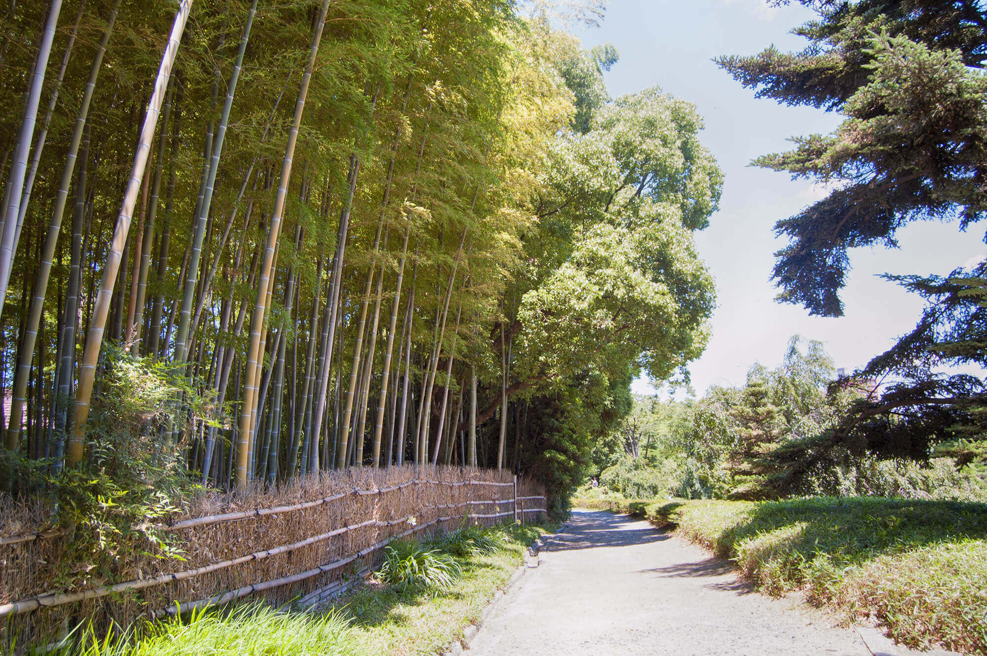 Bambu forest in Shirotori Garden