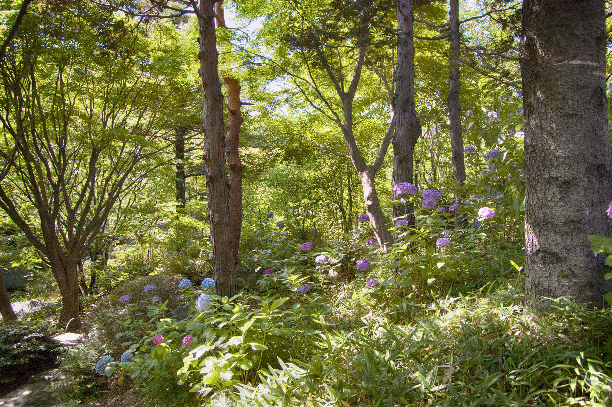 Hydrangeas in Shirotori Garden