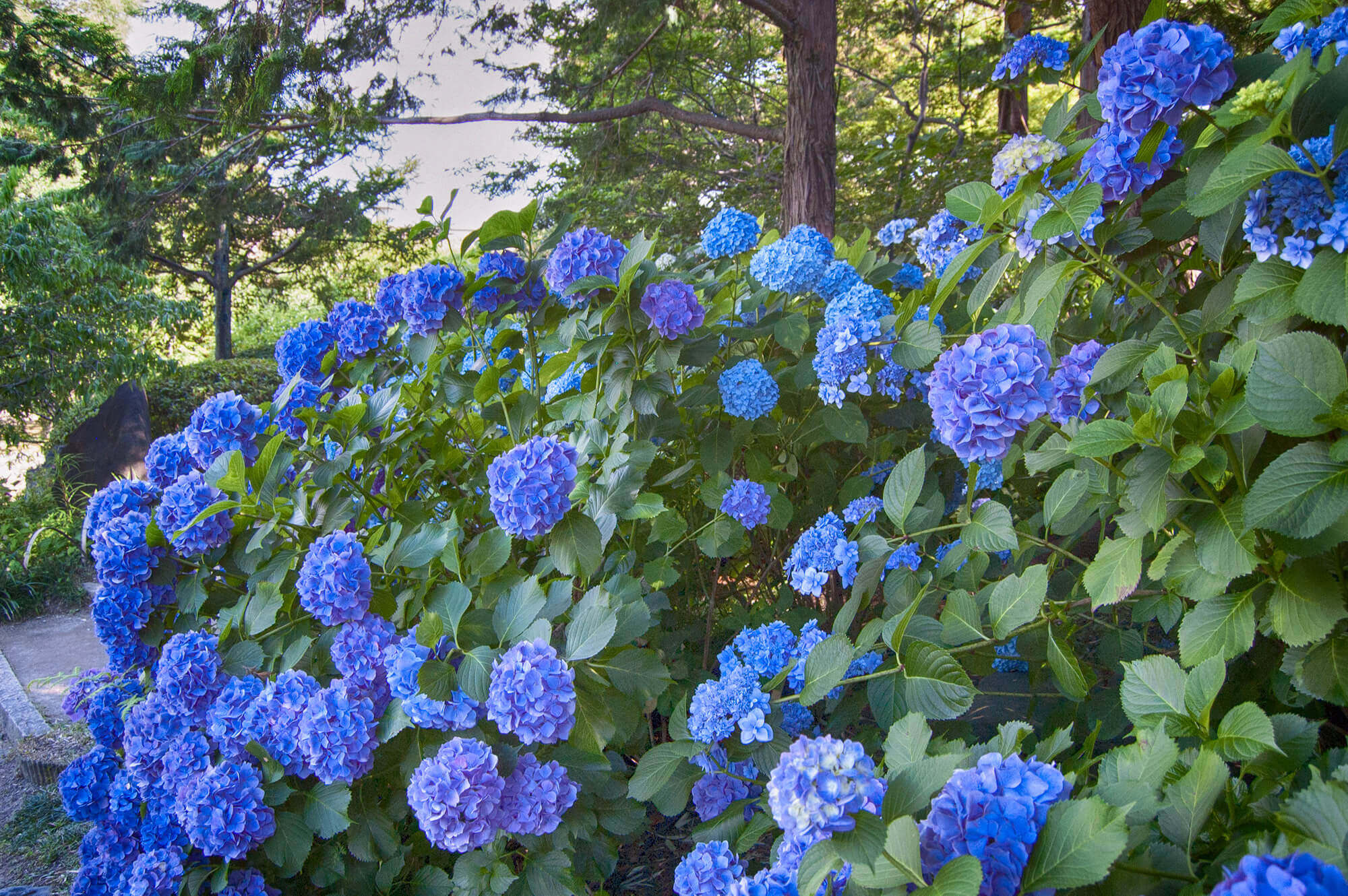 Hydrangeas in Shirotori Garden