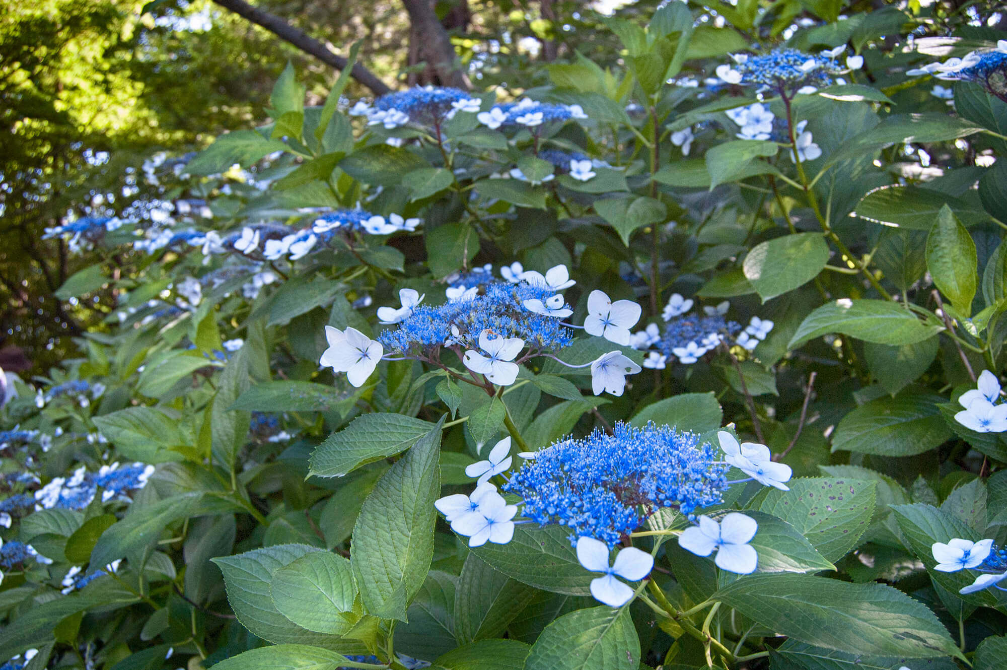 Hydrangeas in Shirotori Garden