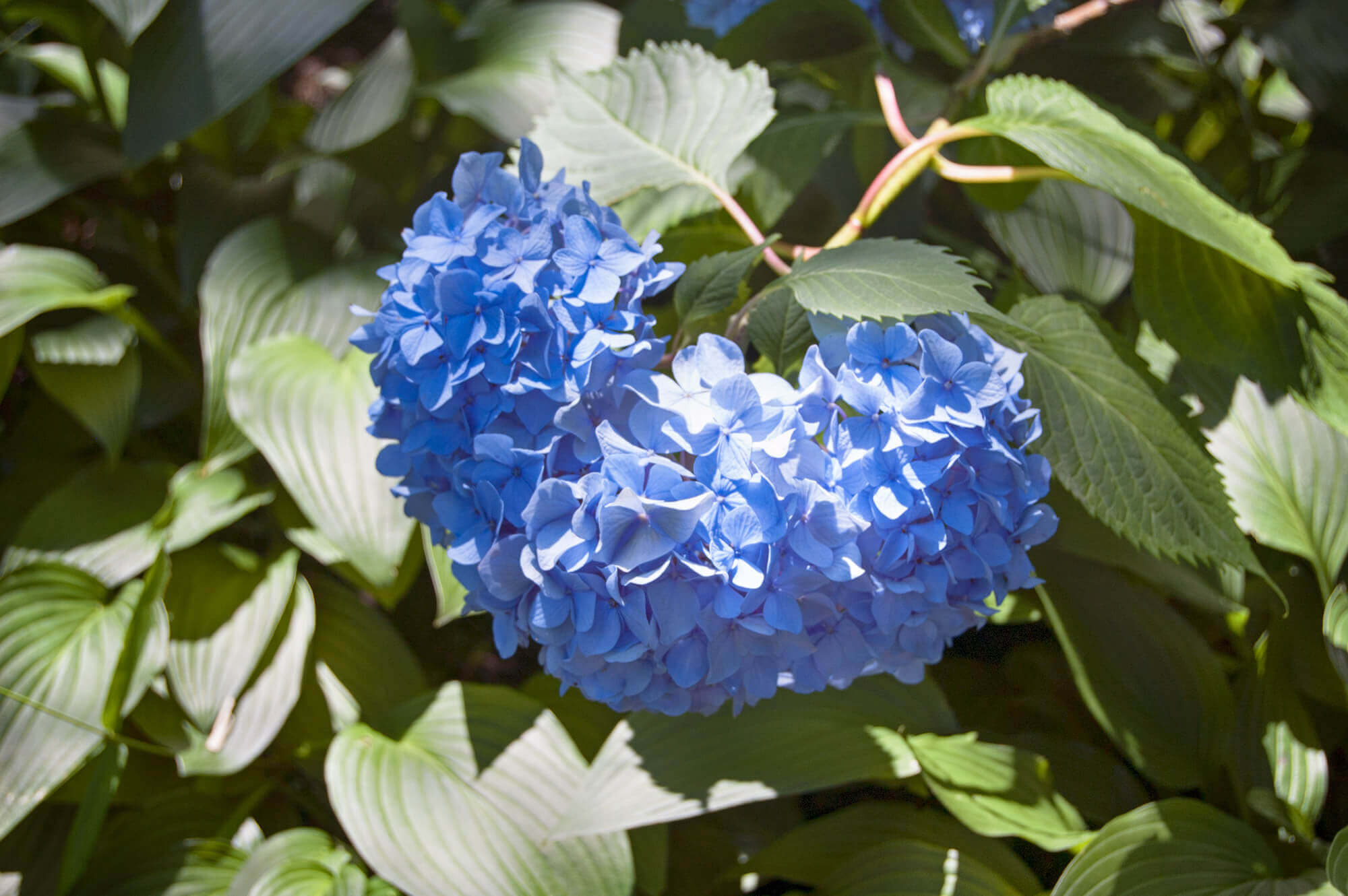 Hydrangeas in Shirotori Garden