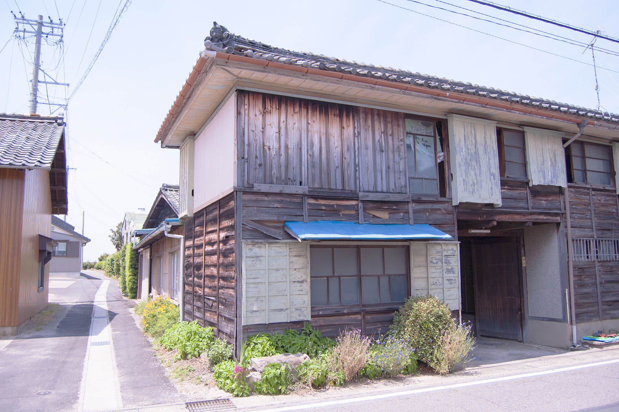 Nishio Tea Picking Experience