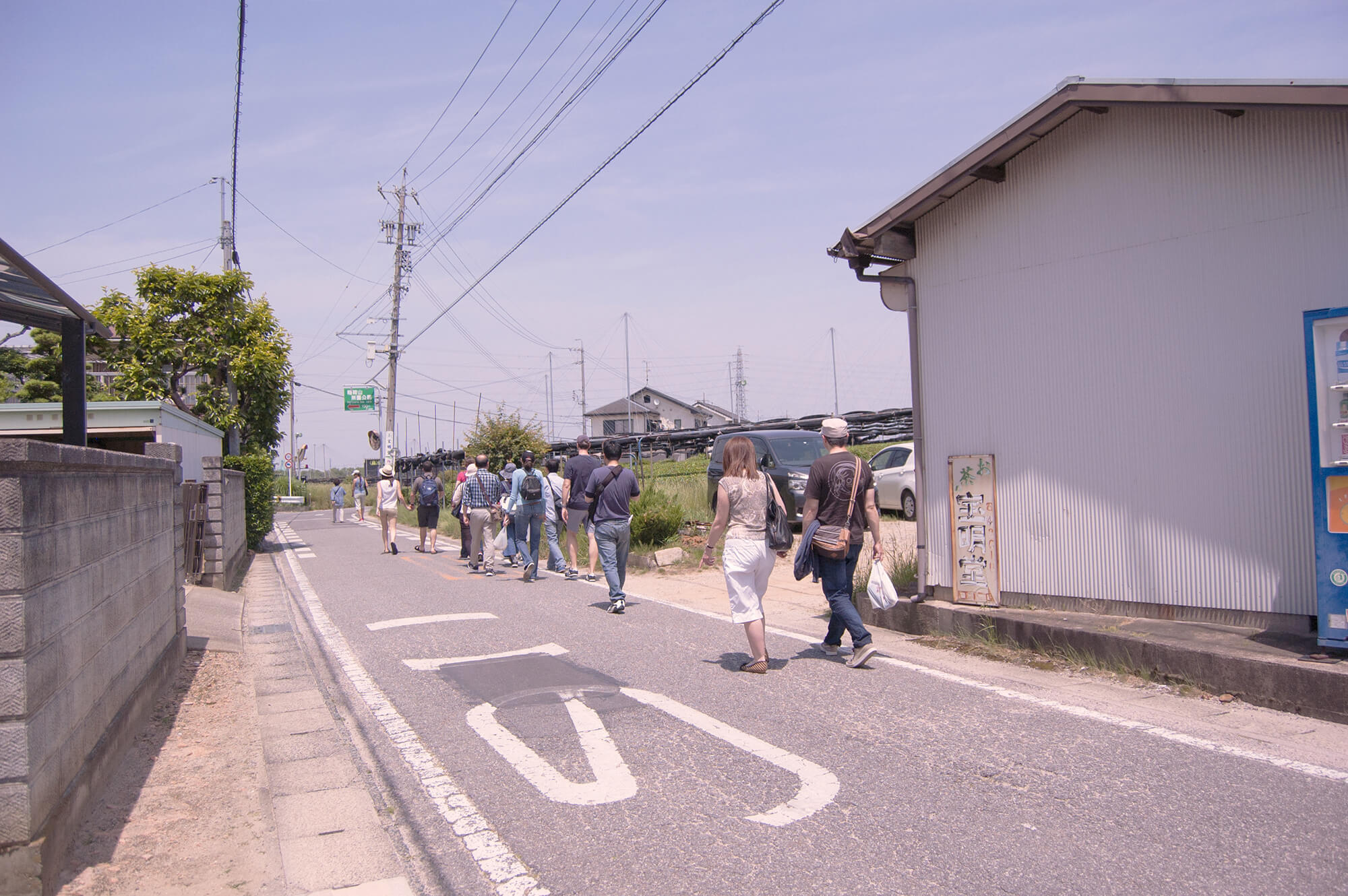 Nishio Tea Picking Experience