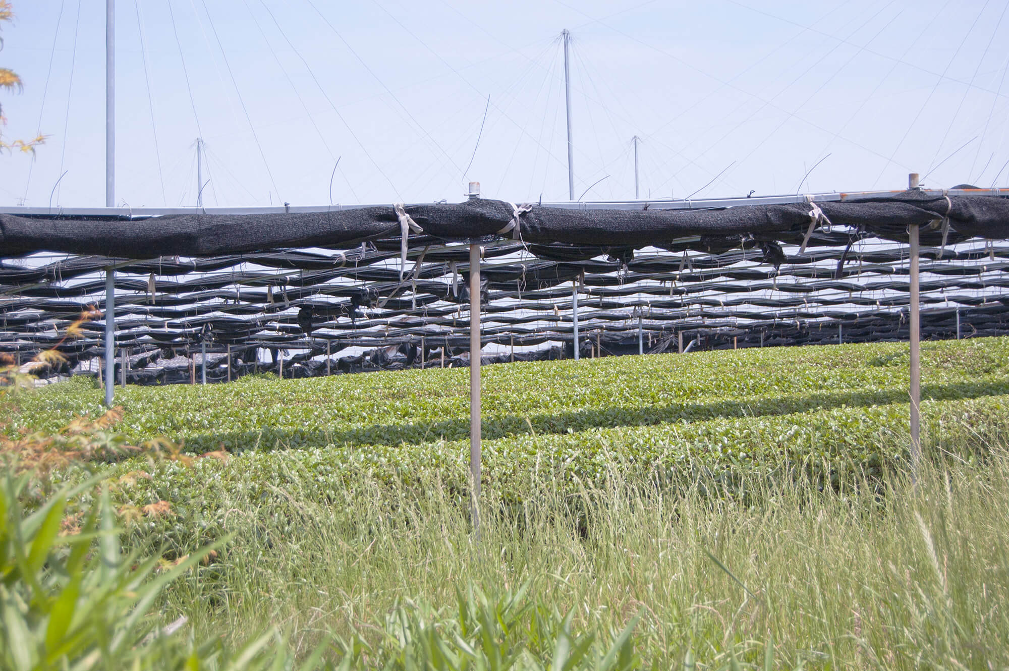 Nishio Tea Picking Experience