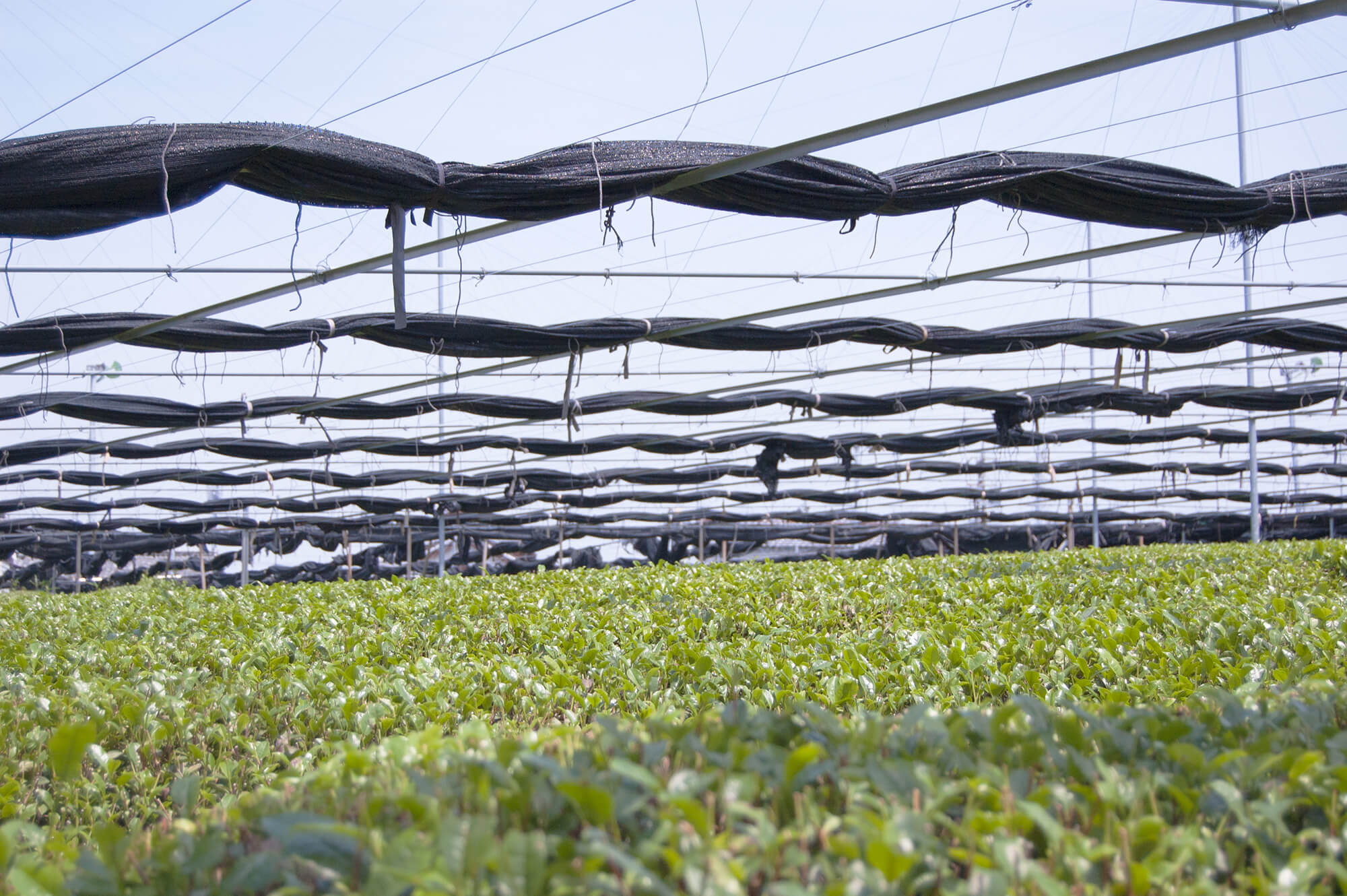 Nishio Tea Picking Experience