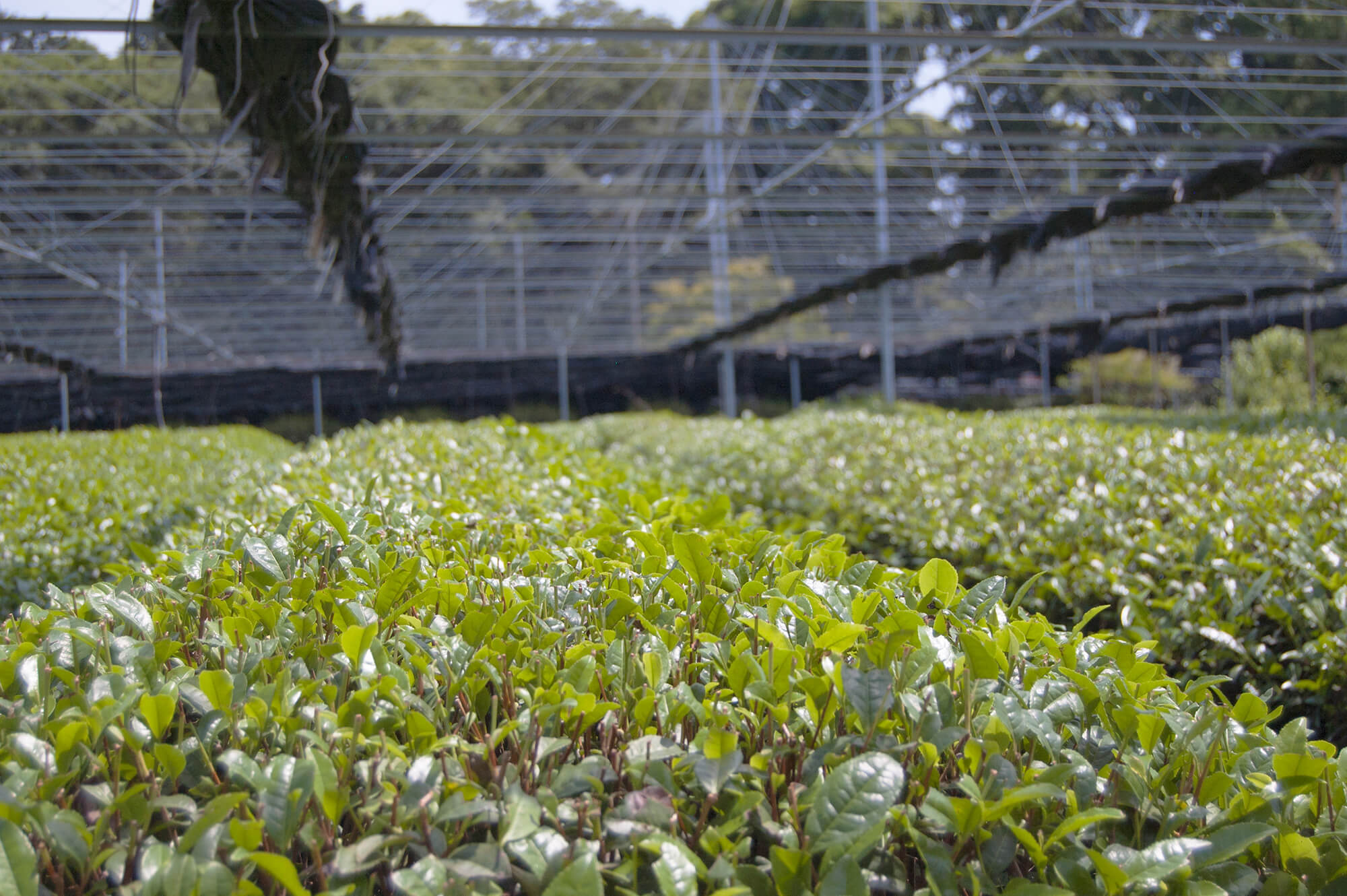 Nishio Tea Picking Experience