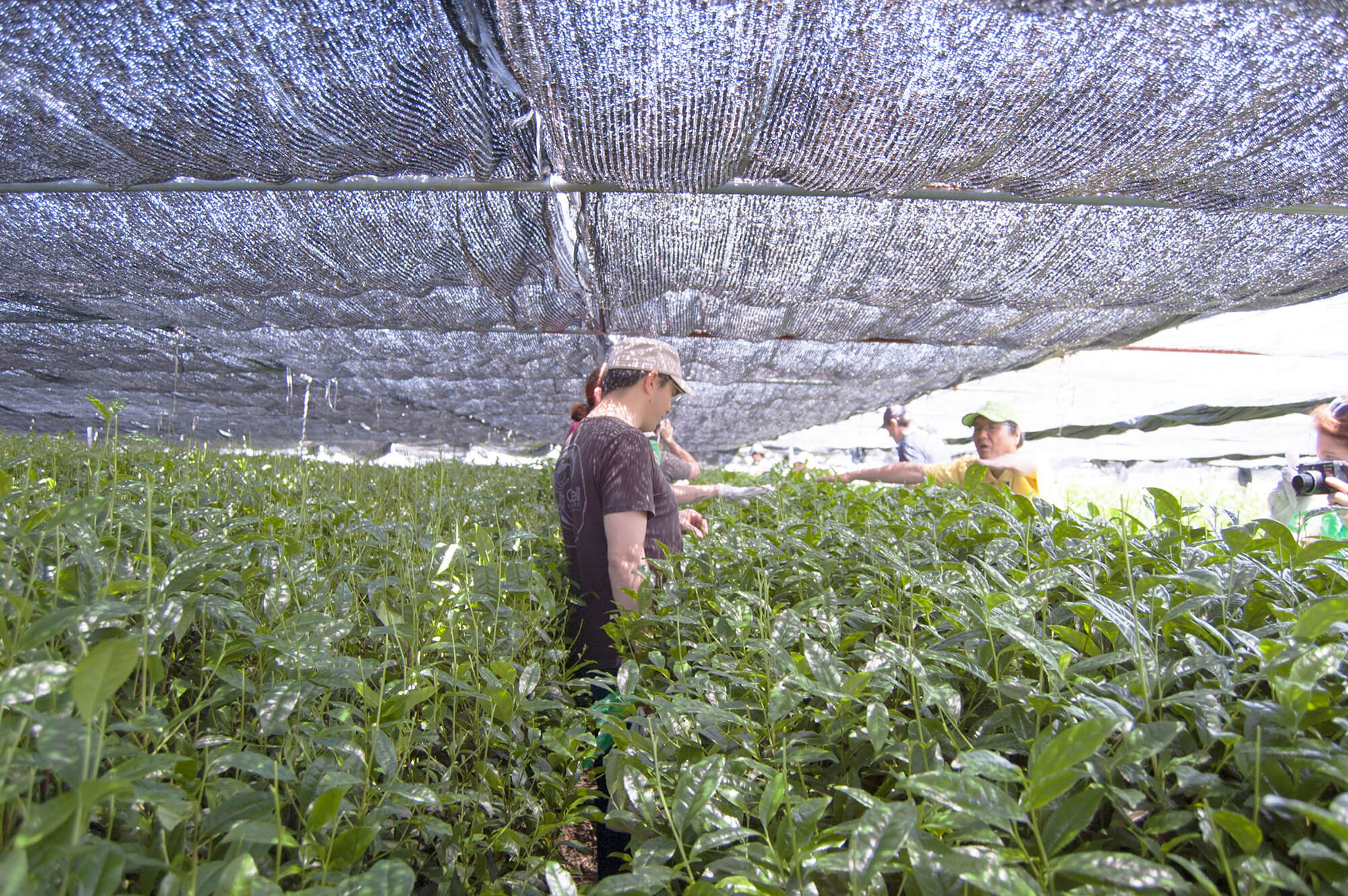 Nishio Tea Picking Experience