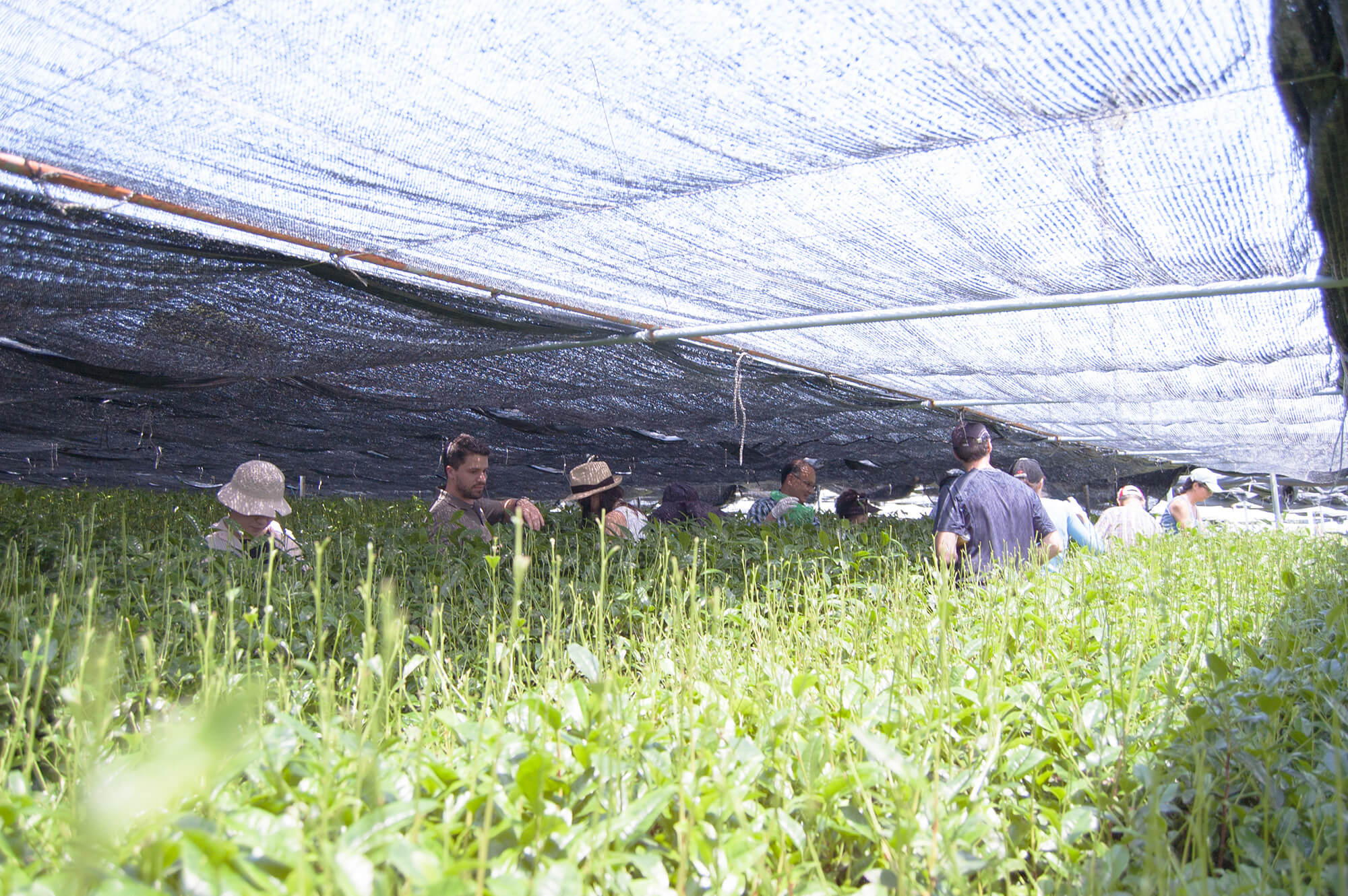 Nishio Tea Picking Experience