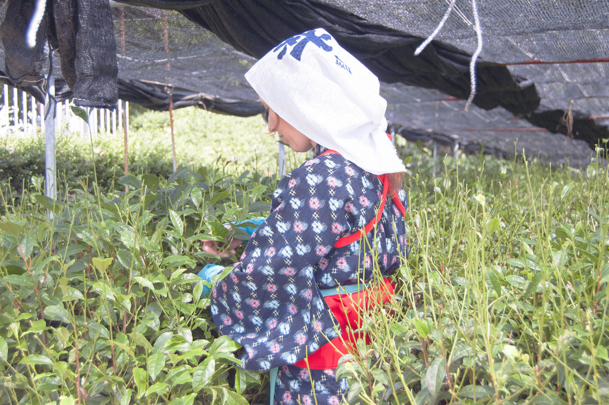 Nishio Tea Picking Experience