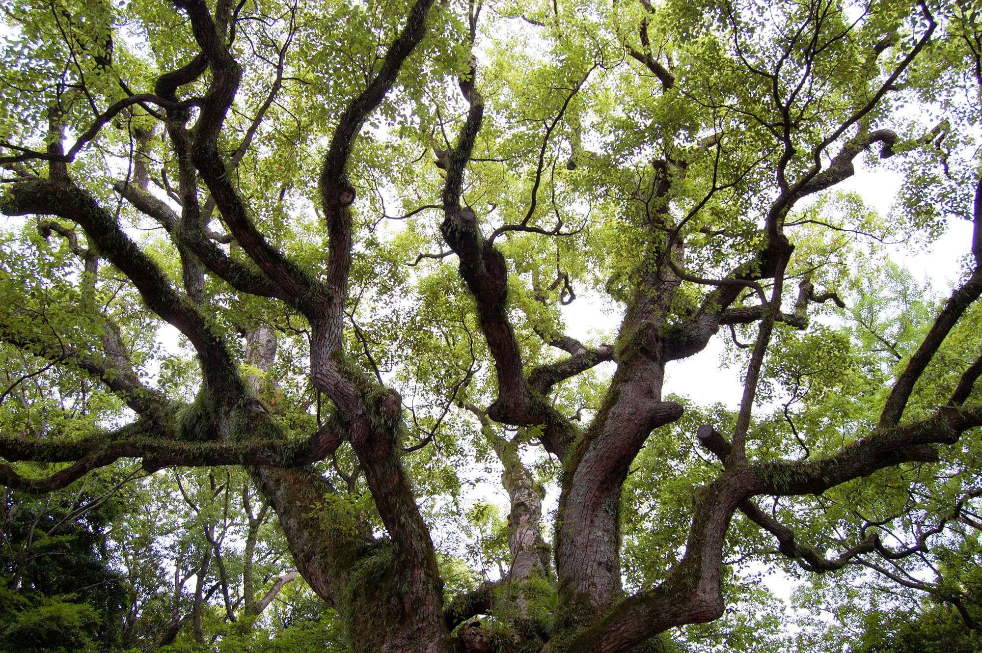 Atsuta Jingu