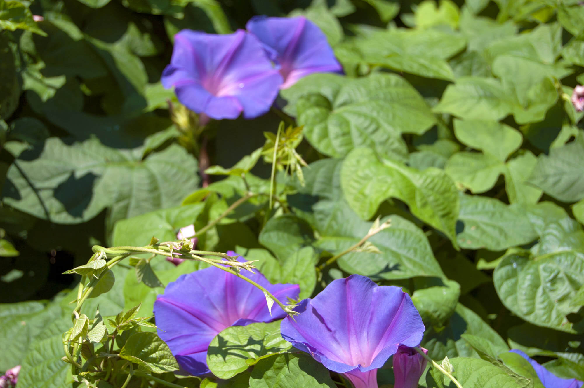 Sakushima flowers