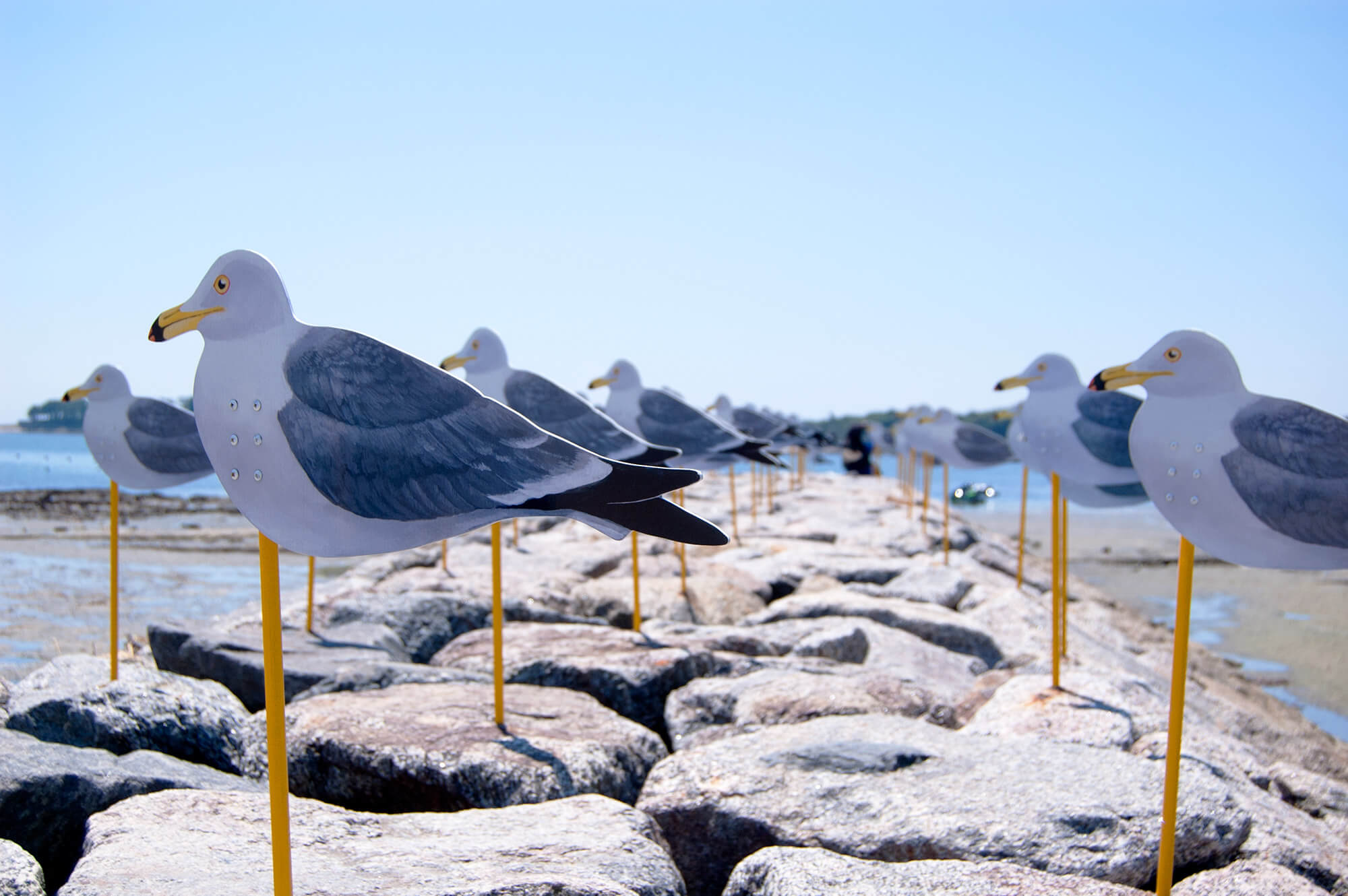 Seagull Parking Sakushima