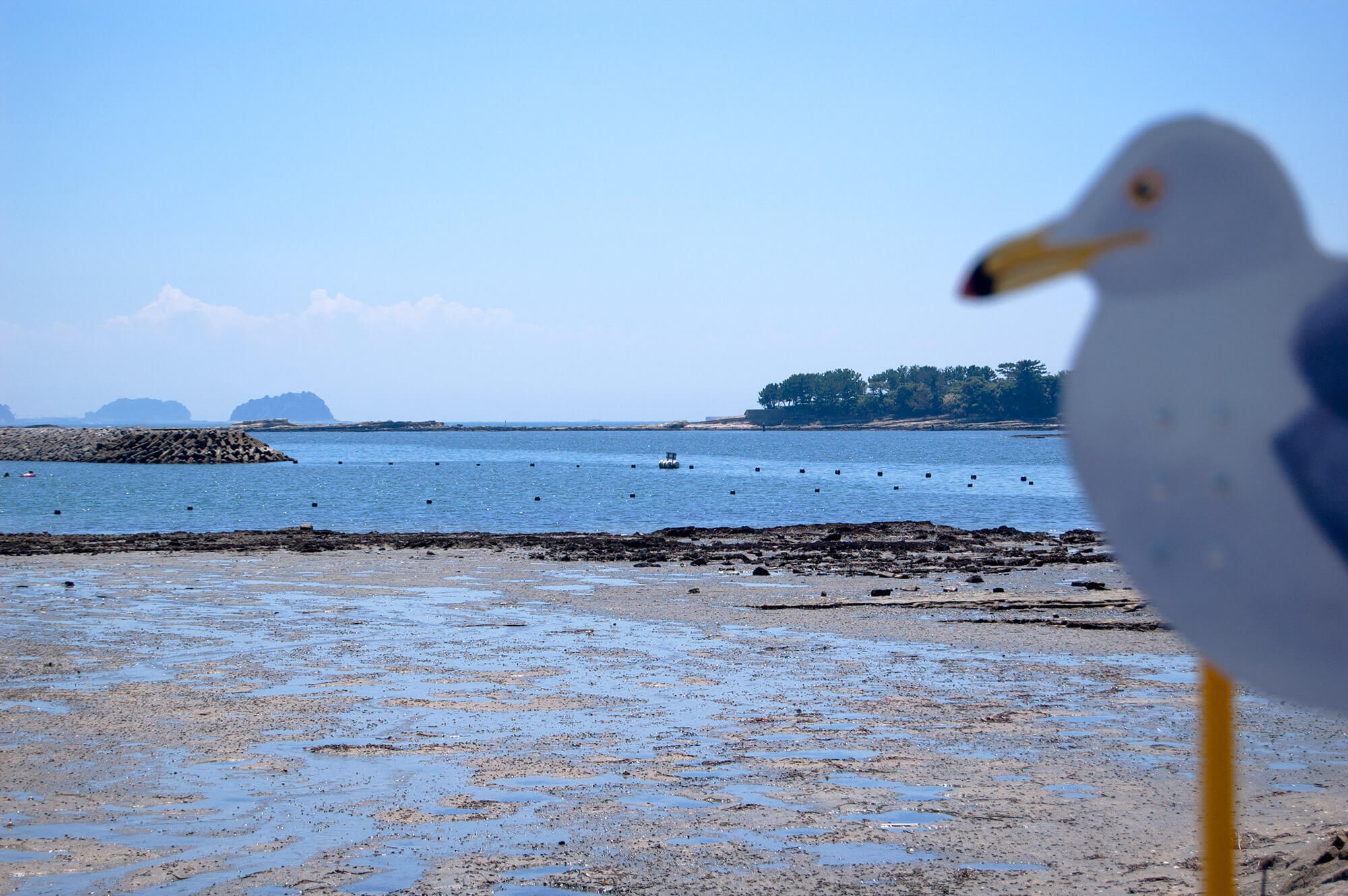 Seagull Parking Sakushima