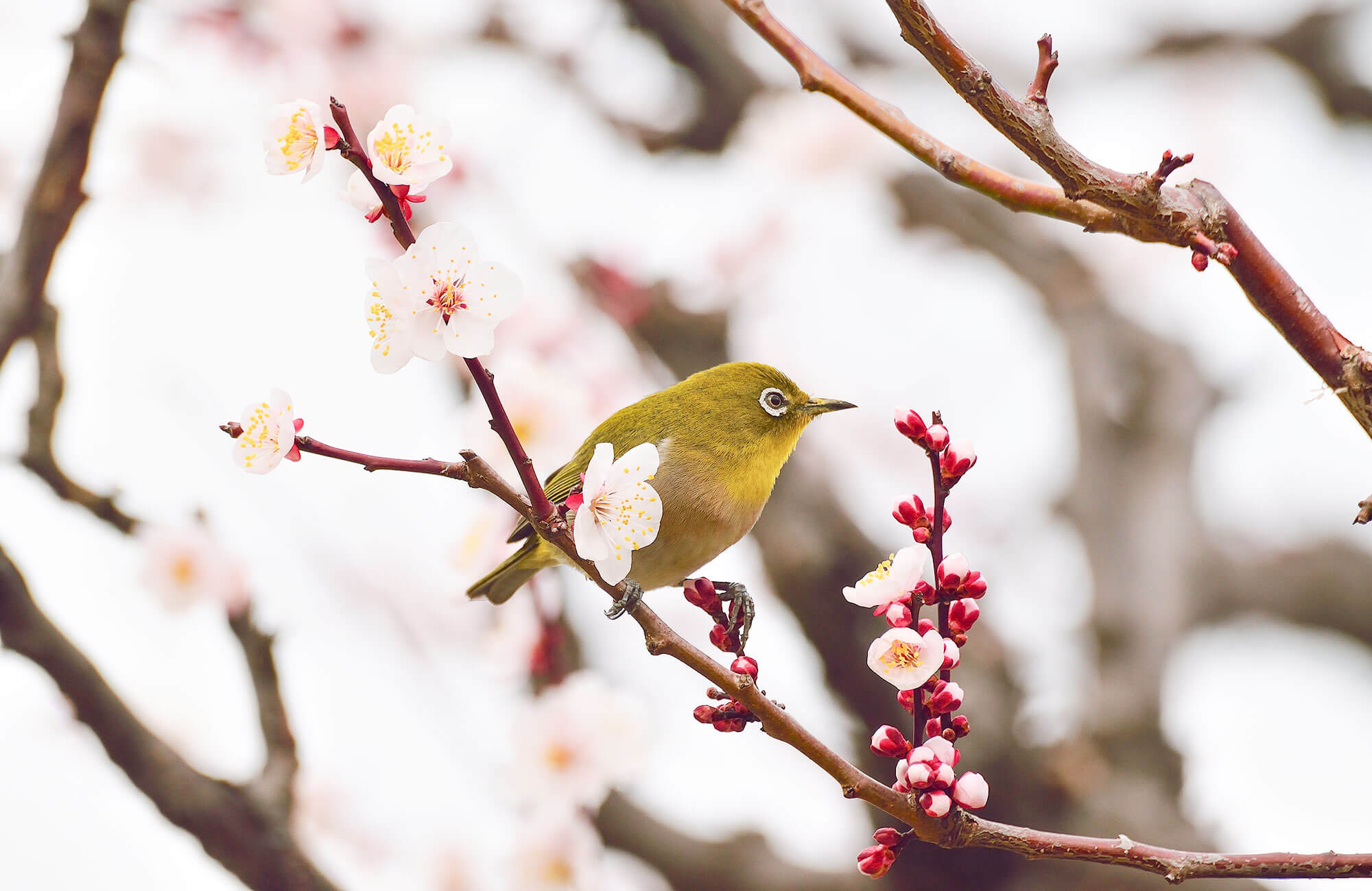 Japanese white-eye in a plum tree