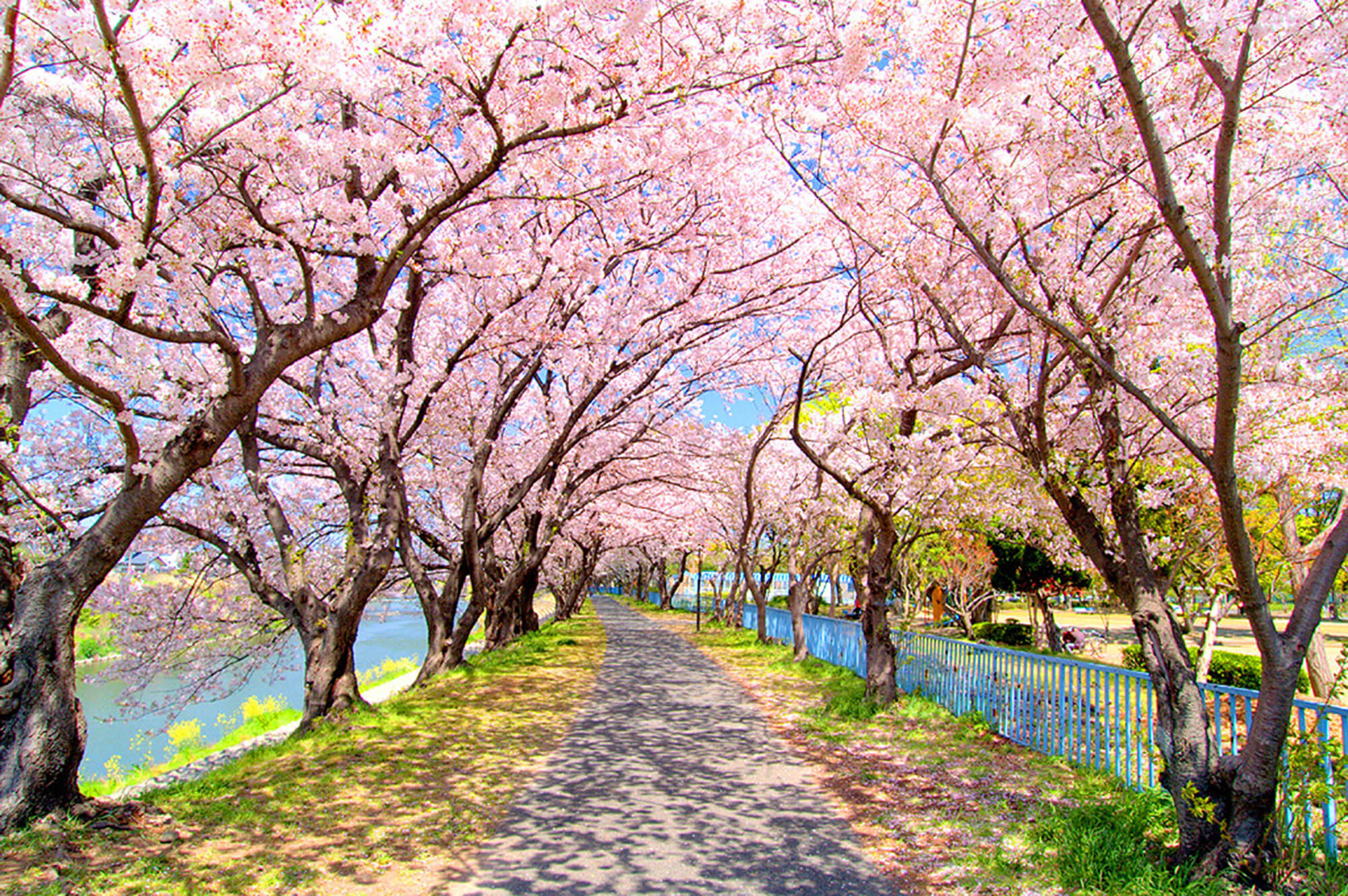 Higashiyama Zoo and Botanical Gardens with sakura