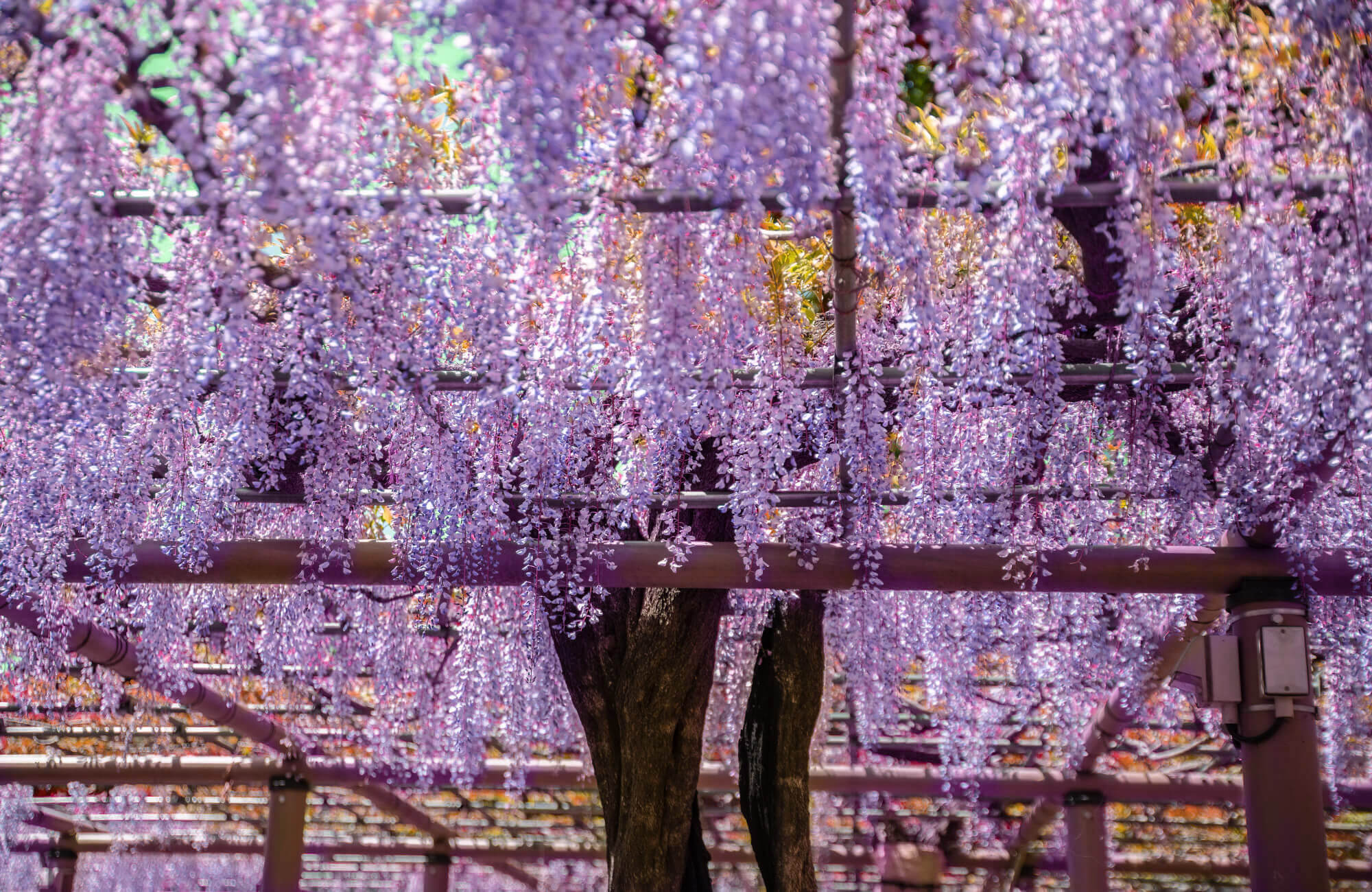 Wisteria Flowers