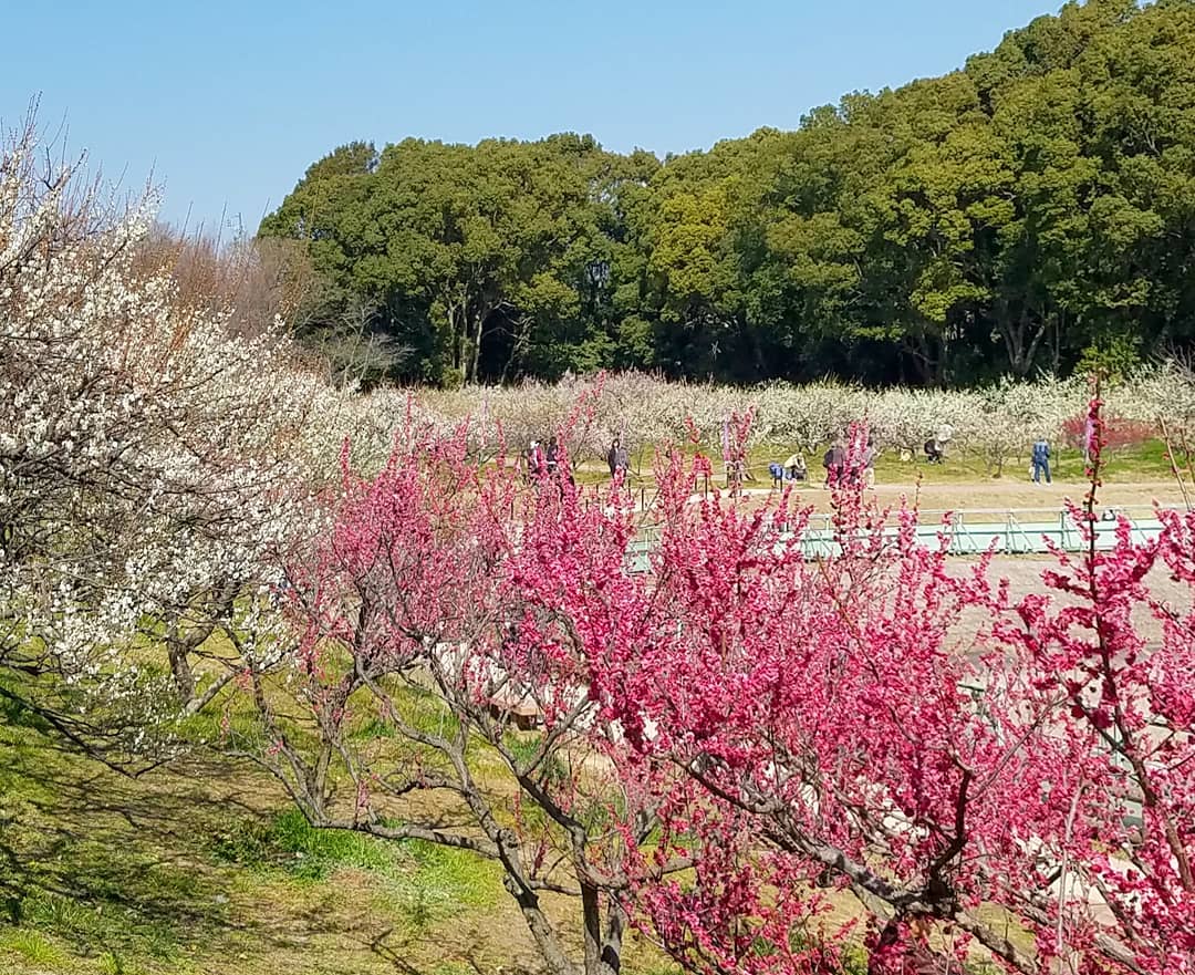 Soiri Ike Plum Festival