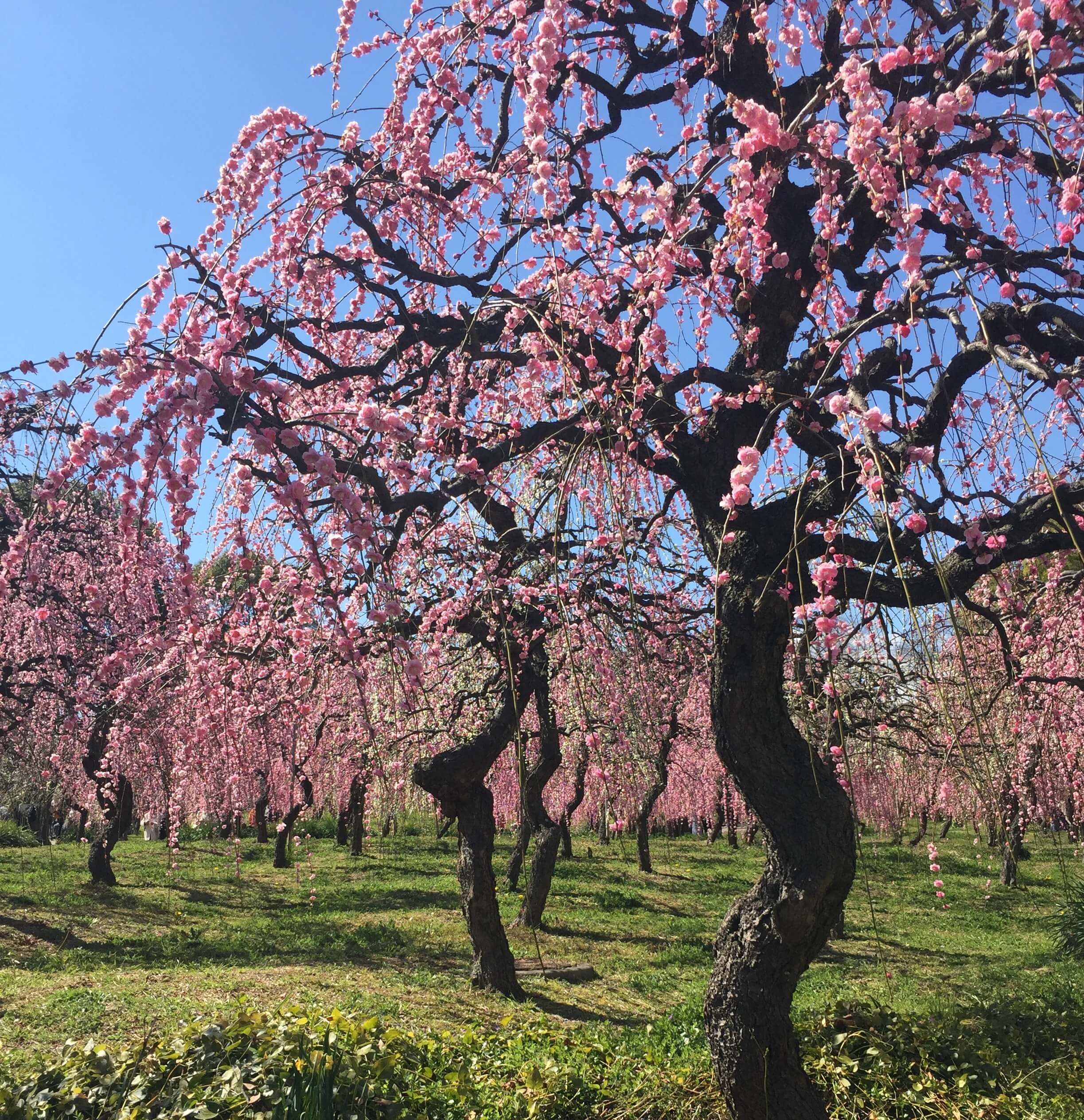 Plum festival in the Nagoya City Agricultural Center delaform