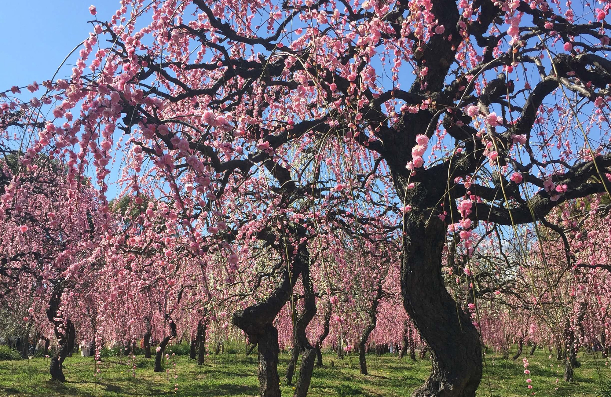 Nagoya City Agricultural Center delafarm