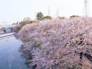 Parque Arakogawa