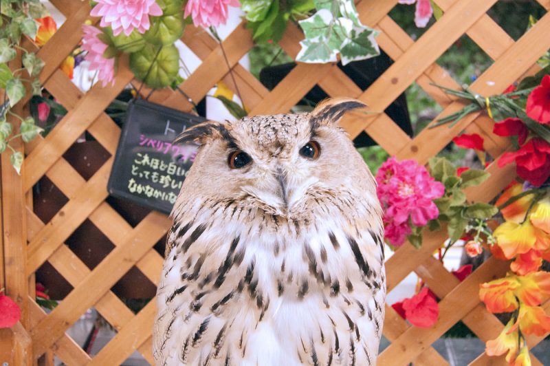 Owl Cafe Watadoll