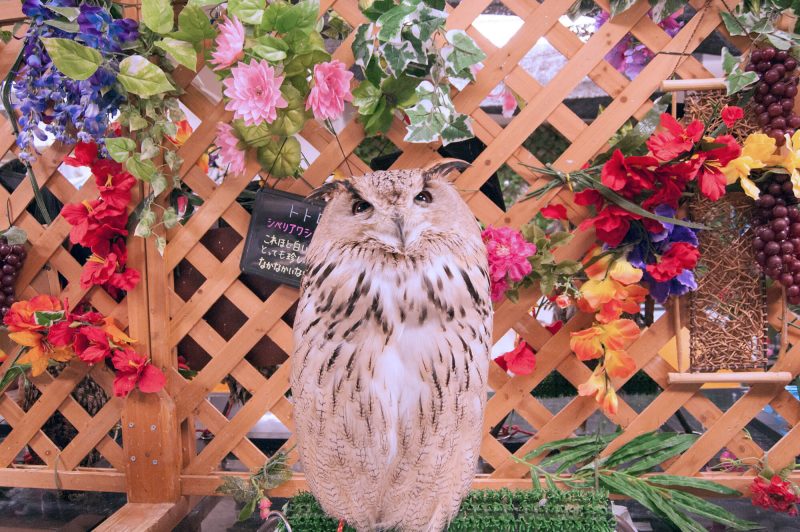 Owl Cafe Watadoll