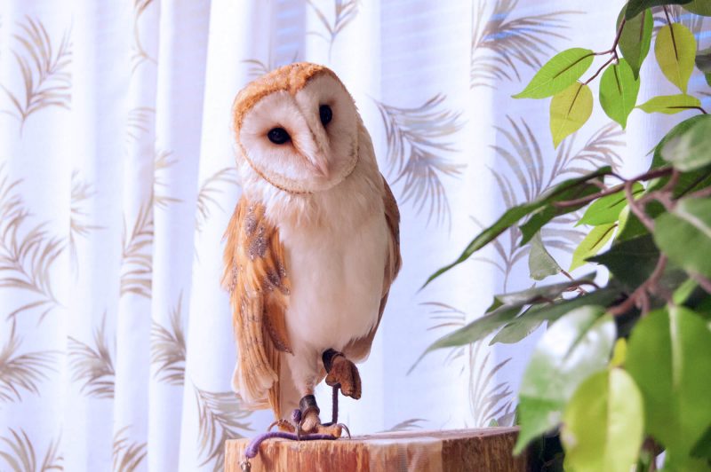 Owl Cafe Watadoll