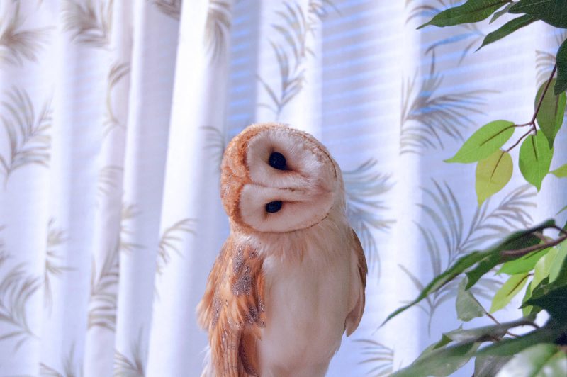 Owl Cafe Watadoll