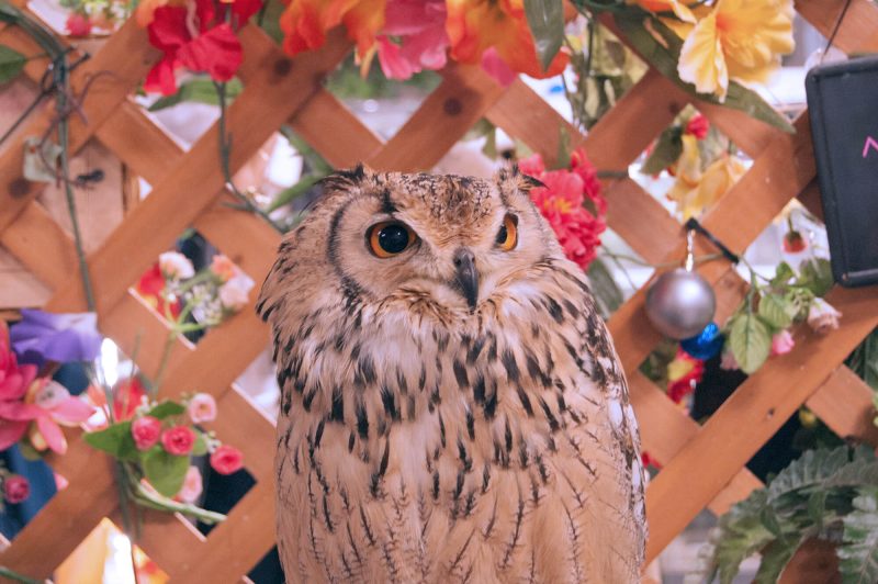 Owl Cafe Watadoll