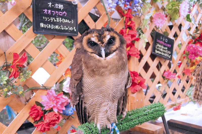 Owl Cafe Watadoll