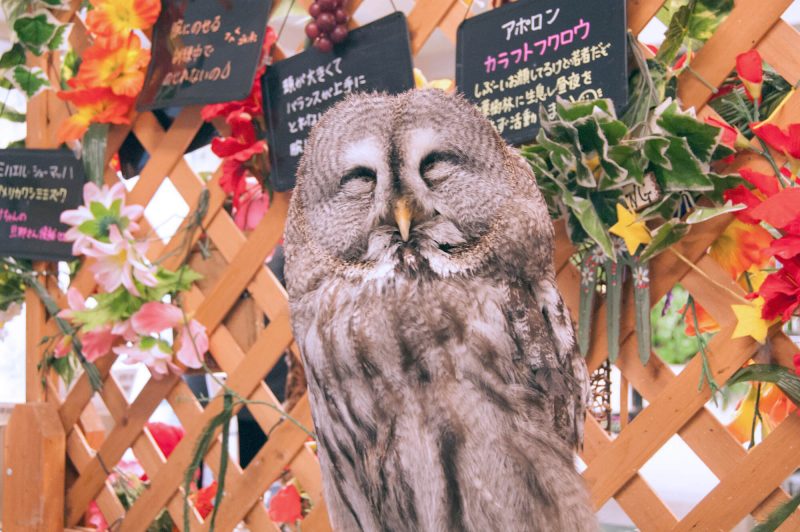Owl Cafe Watadoll