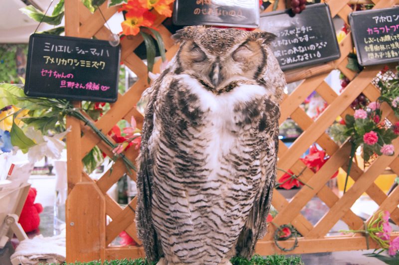 Owl Cafe Watadoll