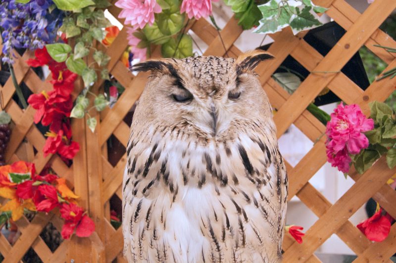 Owl Cafe Watadoll