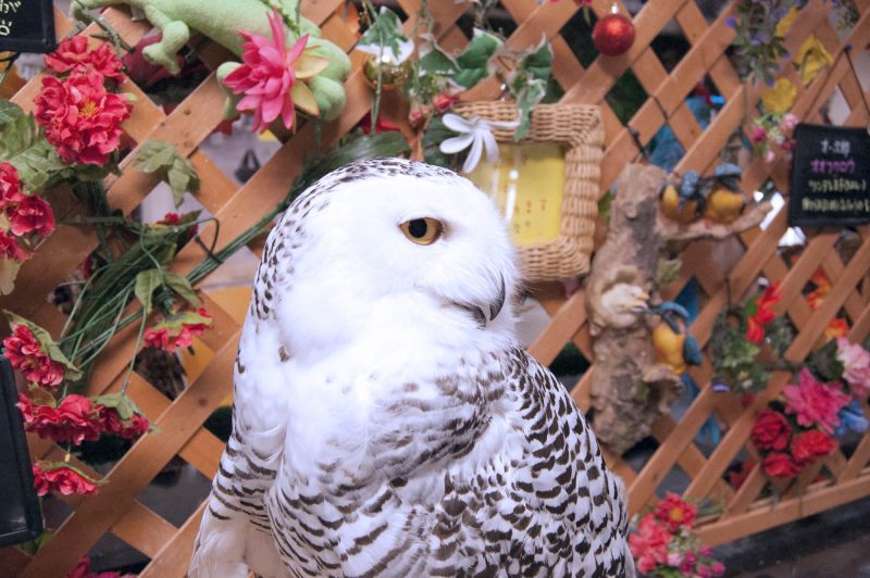 Owl Cafe Watadoll