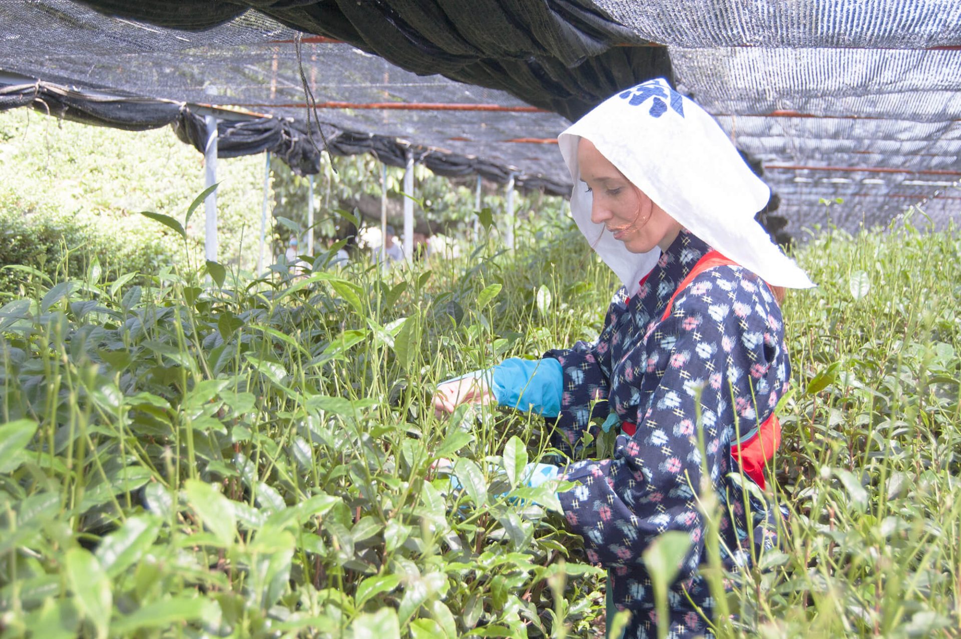 Nishio Tea Picking Experience