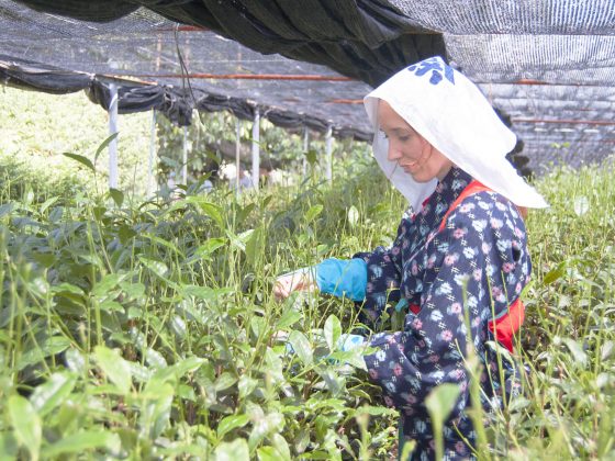 Nishio Tea Picking Experience