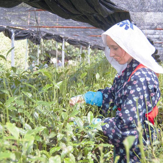 Nishio Tea Picking Experience