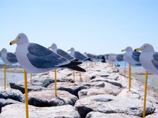 Seagull Parking Sakushima