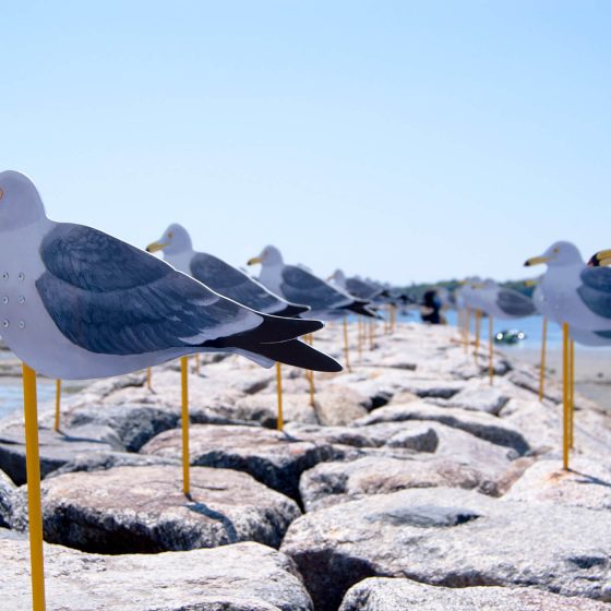 Seagull Parking Sakushima