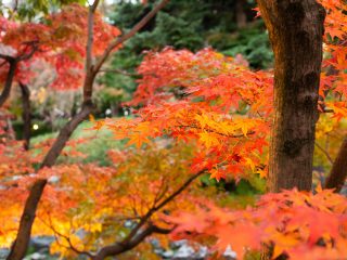 Shirotori Park