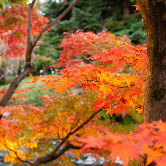 Shirotori Park