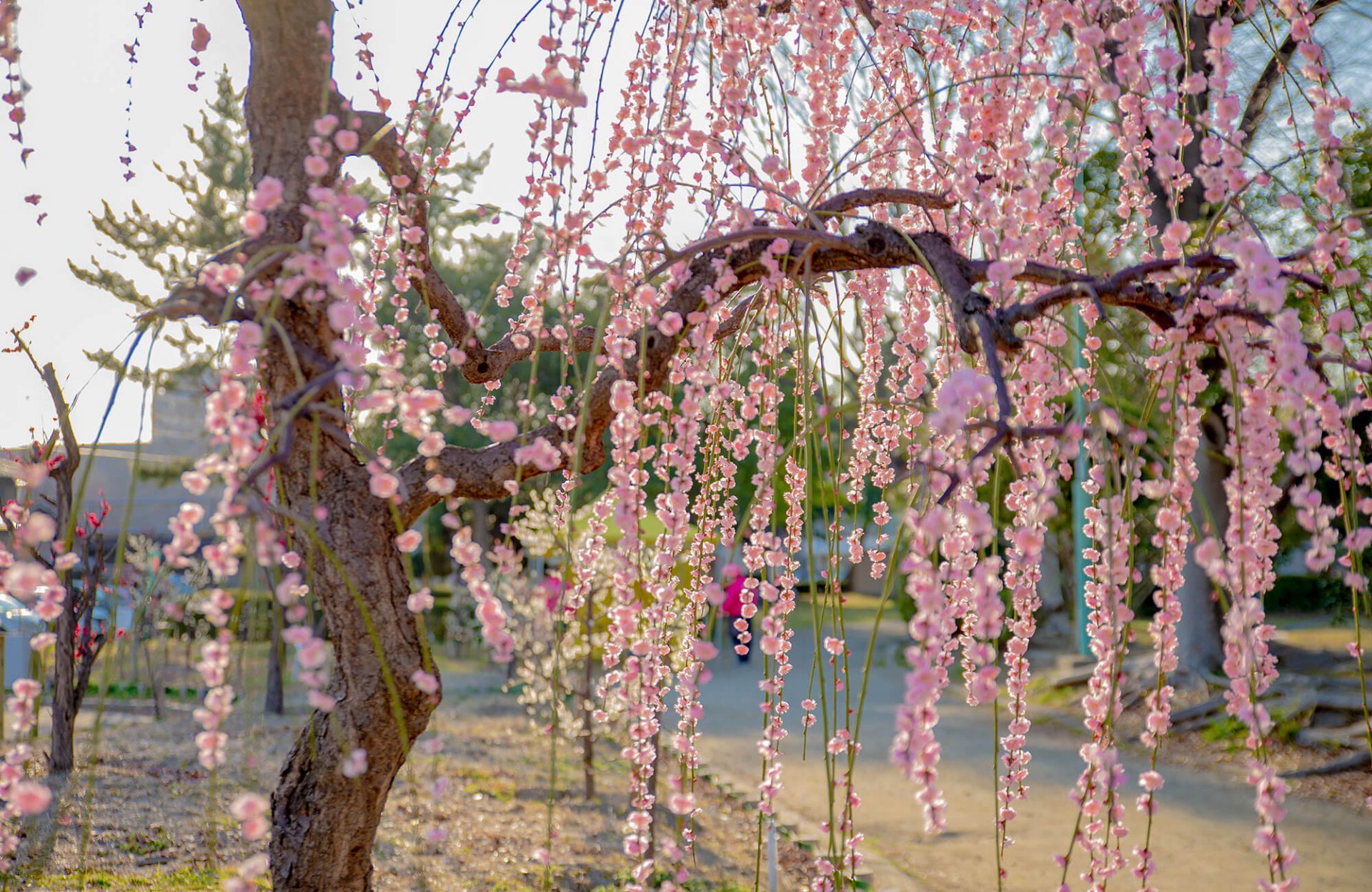 Arako Park Plum Blossom Festival