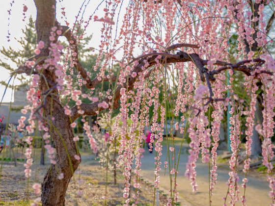 Arako Park Plum Blossom Festival