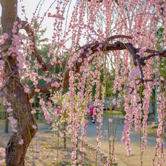 Arako Park Plum Blossoms Festival