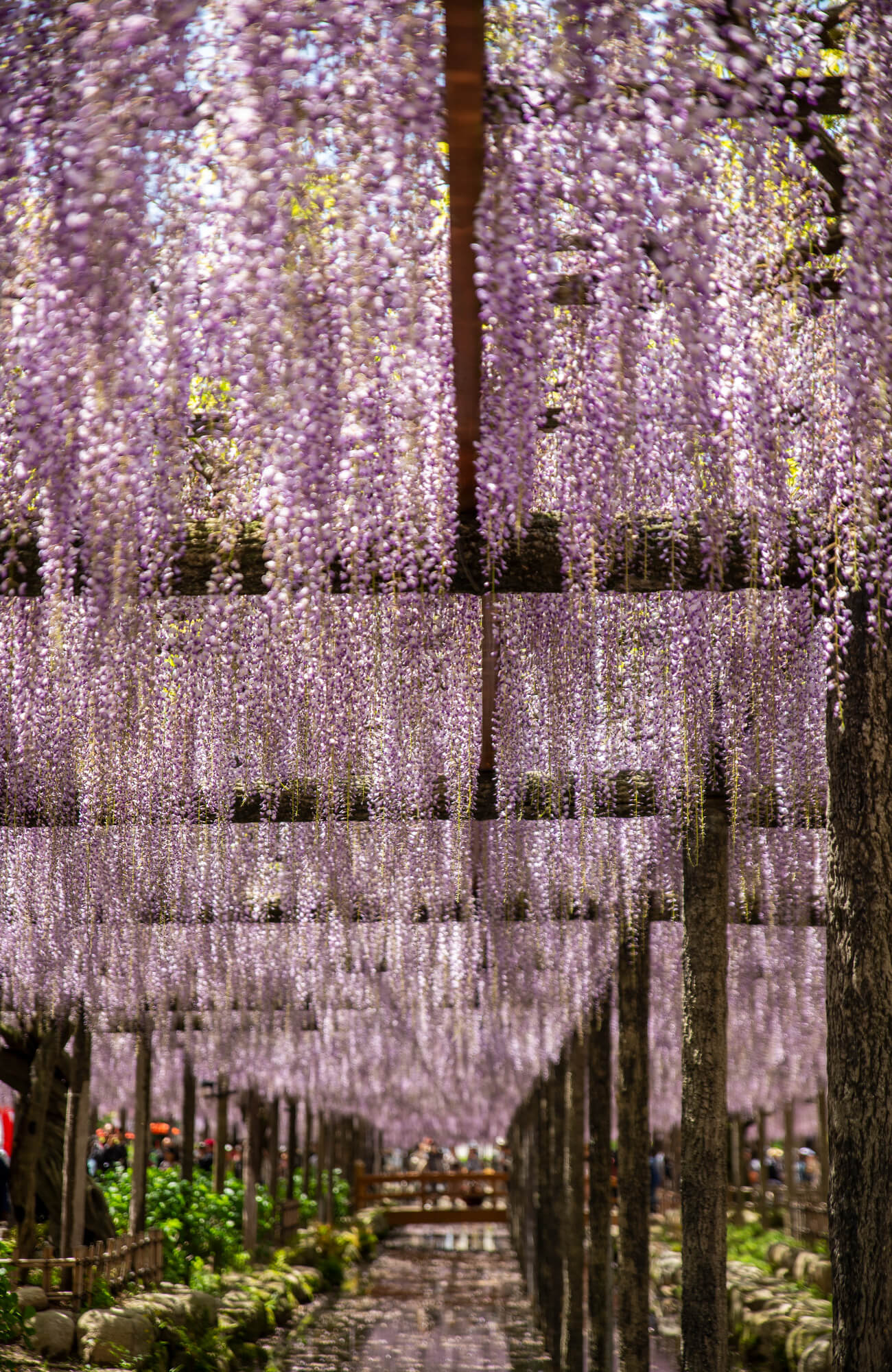 Los 5 Mejores Lugares Para Disfrutar De Las Flores De Wisteria En Aichi Kawaii Aichi Travel To Aichi Prefecture Visit Aichi Prefecture Discover Aichi Prefecture Beautiful Places Delicious Food Unique